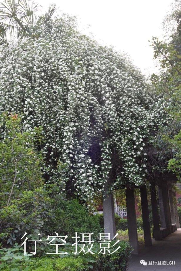 消失的寺庙